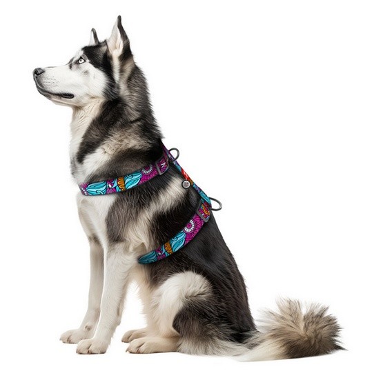 Collar WauDog Nylon szelki H Lato XL 35mm